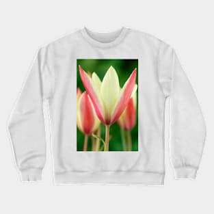 Tulipa clusiana  'Cynthia'  AGM  Lady tulip  Miscellaneous tulip Crewneck Sweatshirt